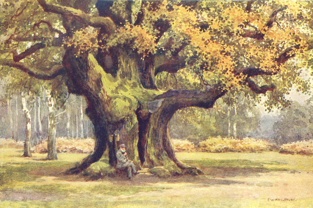 The Major Oak, Thoresby Park. The Dukeries. Ernest Haslehust 1920 old print